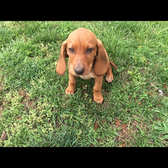 Meet your Posher, Jolene - Picture 1 of 1